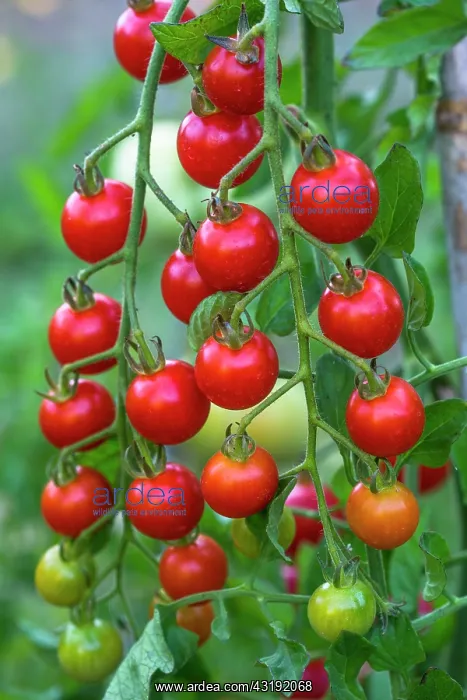 : Cherry tomato Supersweet 100, Provence, France : Cherry tomato Supersweet 100, Provence, France