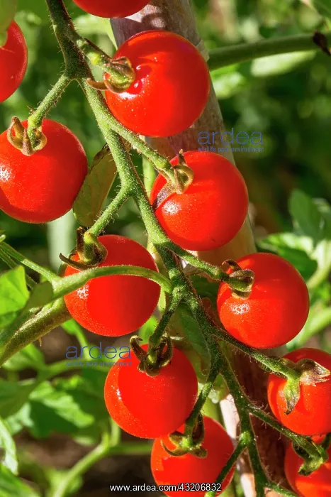 : Cherry tomato Supersweet 100, Provence, France : Cherry tomato Supersweet 100, Provence, France