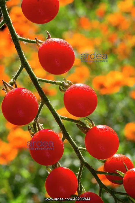 : Cherry tomato Supersweet 100, Provence, France : Cherry tomato Supersweet 100, Provence, France