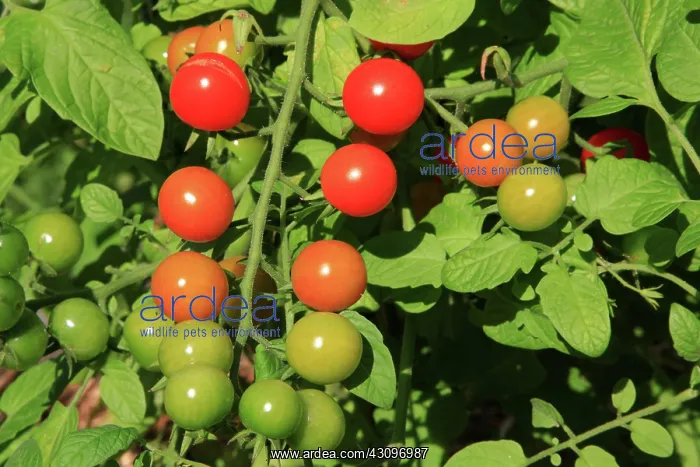 : Cherry Tomatoes : Cherry Tomatoes