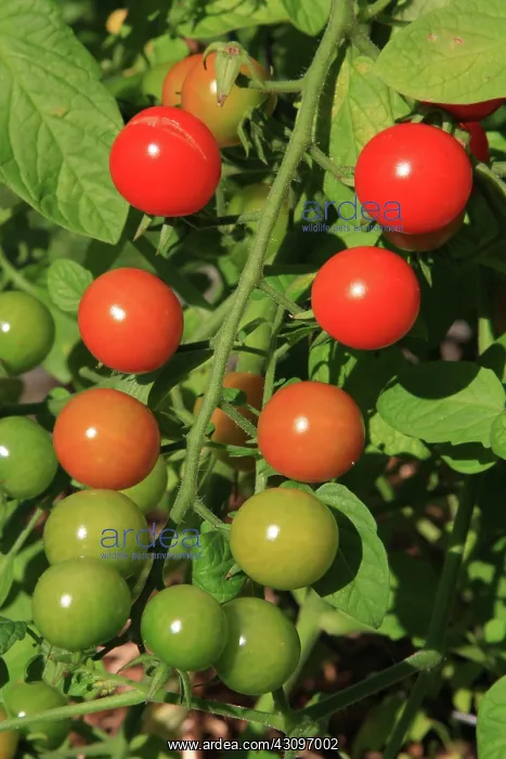 : Cherry Tomatoes : Cherry Tomatoes