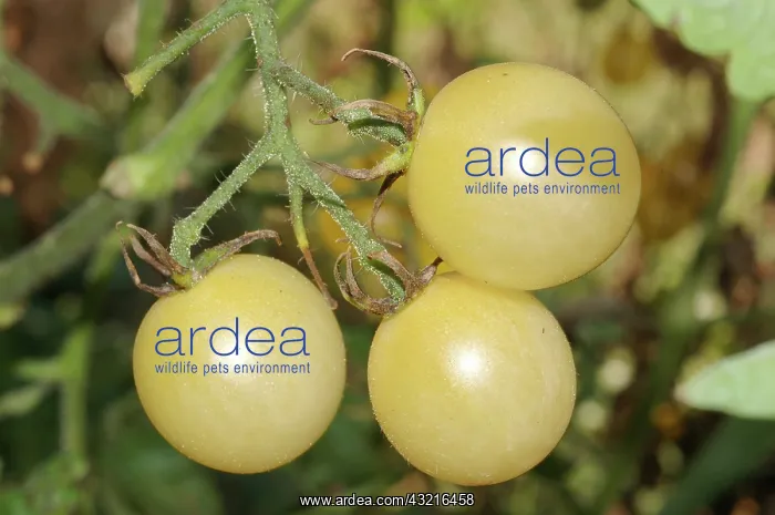 : Cherry Tomatoes : Cherry Tomatoes