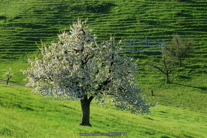  : Cherry Tree