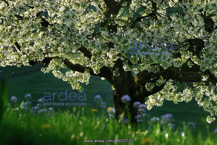  : Cherry Tree