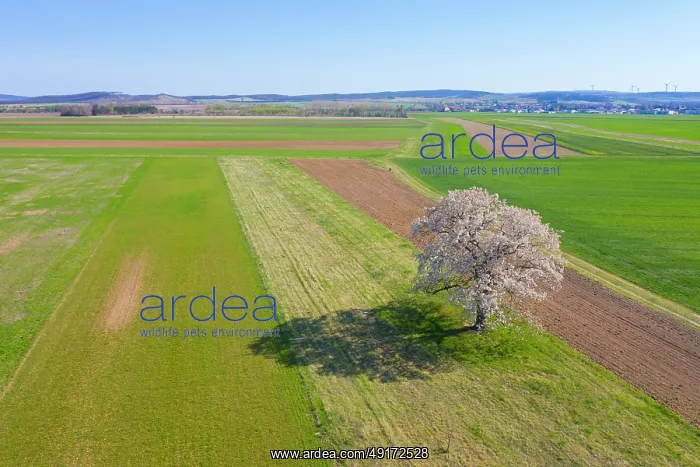 : Cherry Tree : Cherry Tree