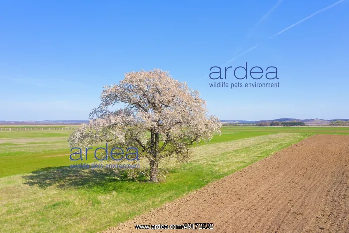 : Cherry Tree : Cherry Tree