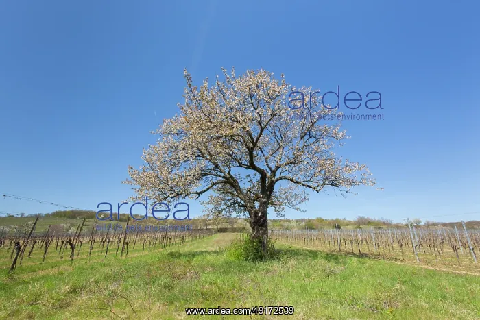 : Cherry Tree : Cherry Tree