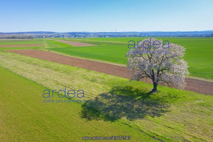 : Cherry Tree : Cherry Tree