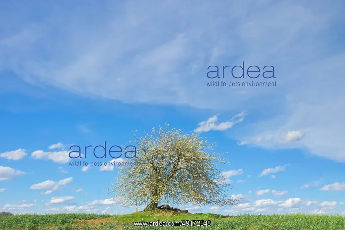 : Cherry Tree : Cherry Tree