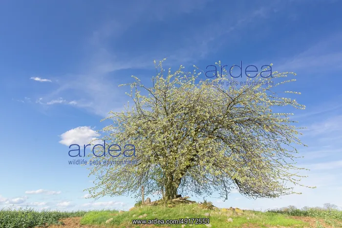 : Cherry Tree : Cherry Tree