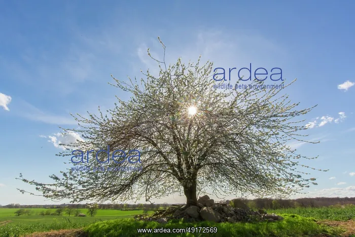 : Cherry Tree : Cherry Tree
