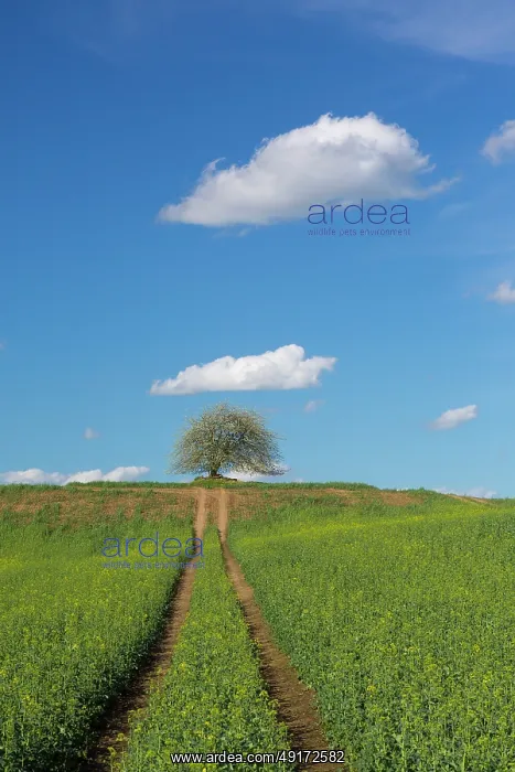 : Cherry Tree : Cherry Tree