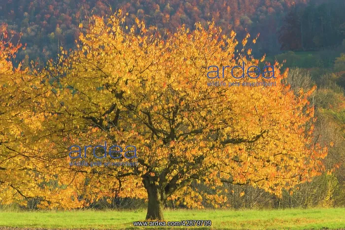 : cherry tree - beautiful cherry tree with brightly : cherry tree - beautiful cherry tree with brightly