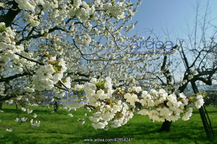 : Cherry tree - in full bloom in early spring : Cherry tree - in full bloom in early spring