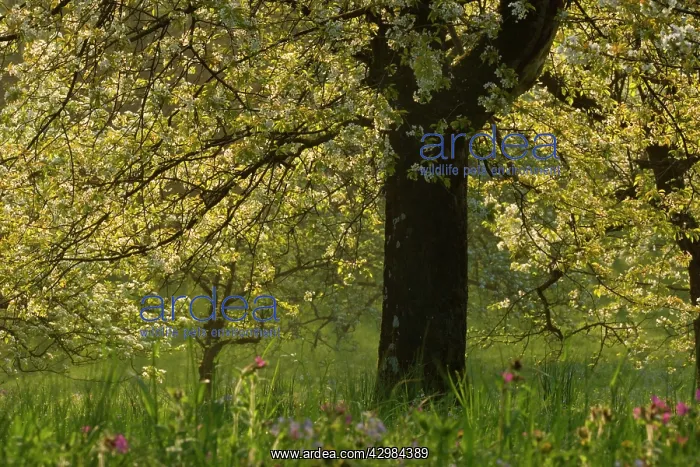 : Cherry Tree - in full bloom on a meadow in early spring : Cherry Tree - in full bloom on a meadow in early spring