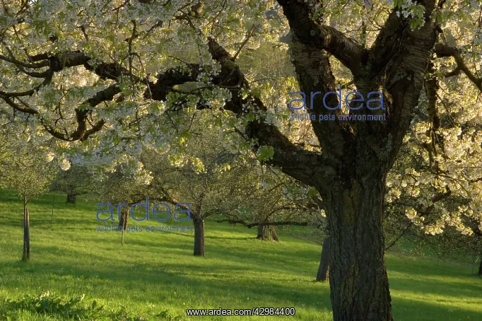  : Cherry Tree - in full bloom on a meadow in early spring