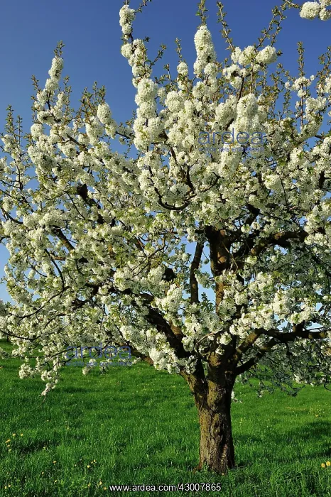  : Cherry Tree blooming