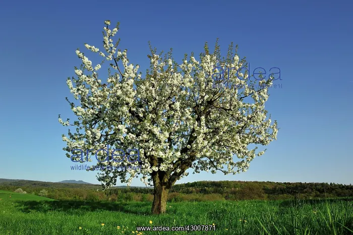 : Cherry Tree blooming : Cherry Tree blooming