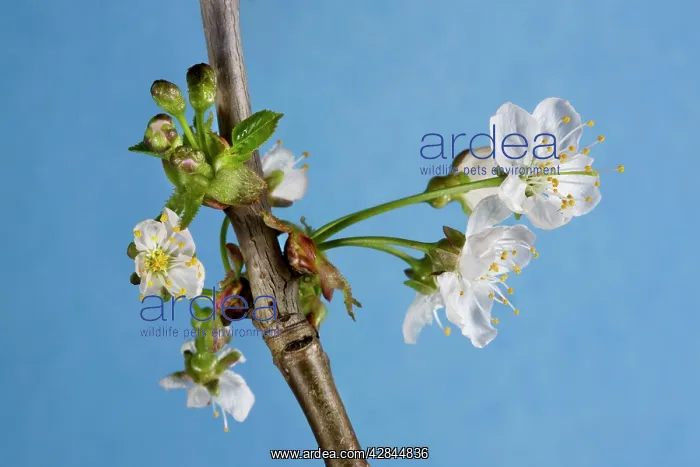 : Cherry Tree - blossom : Cherry Tree - blossom