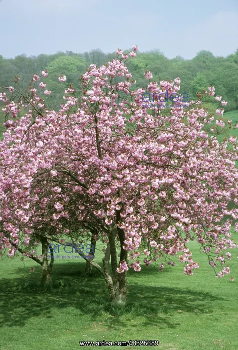 : Cherry Tree - In blossom : Cherry Tree - In blossom