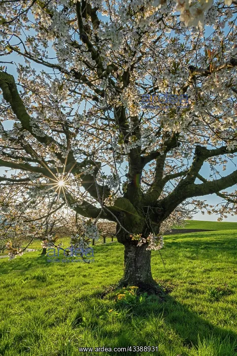 : Cherry Tree Blossom (Prunus avium) Kirschbaum, S : Cherry Tree Blossom (Prunus avium) Kirschbaum, S