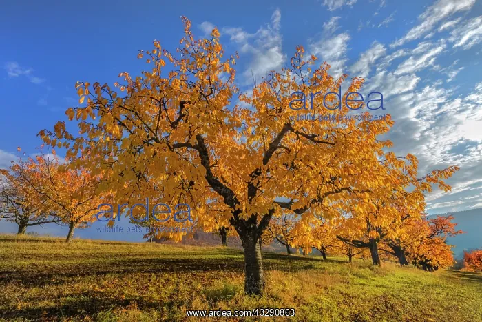 : Cherry Tree - brightly yellow and orange coloured foliage of : Cherry Tree - brightly yellow and orange coloured foliage of