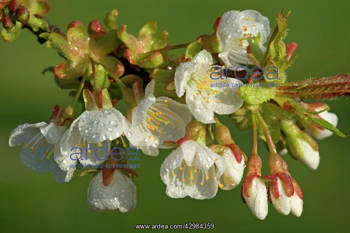: Cherry Tree - dew on blossoms of a blooming Cherry : Cherry Tree - dew on blossoms of a blooming Cherry
