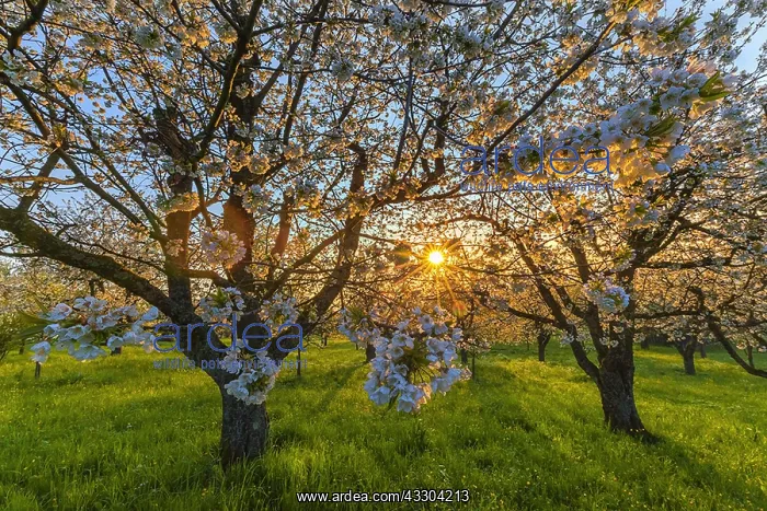 : Cherry tree - flowering cherry trees in full bloom : Cherry tree - flowering cherry trees in full bloom