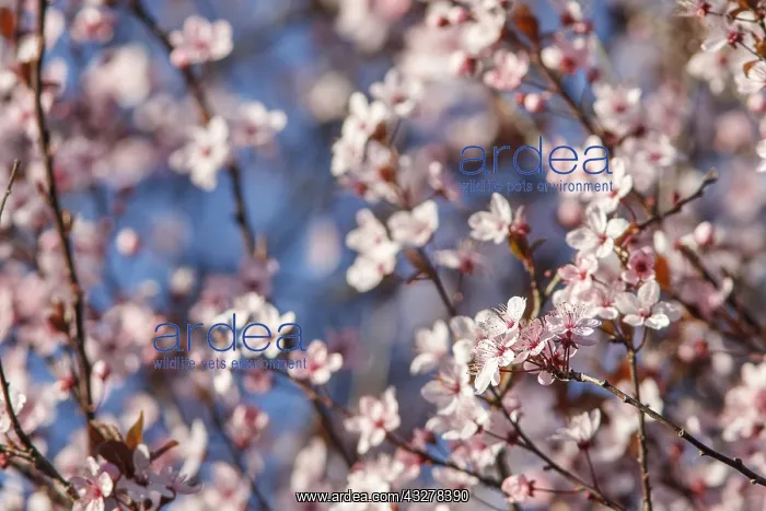 : cherry tree flowers - Galicia, Spain : cherry tree flowers - Galicia, Spain