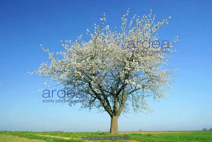 : Cherry tree - single flowering cherry tree with : Cherry tree - single flowering cherry tree with