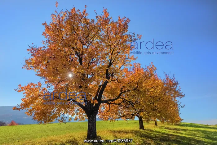 : Cherry Tree - sun lights up brightly yellow and orange colou : Cherry Tree - sun lights up brightly yellow and orange colou
