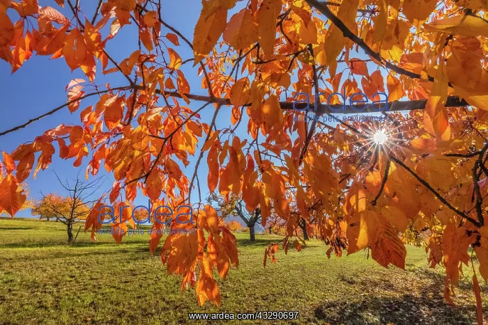: Cherry Tree - sun lights up brightly yellow and orange colou : Cherry Tree - sun lights up brightly yellow and orange colou