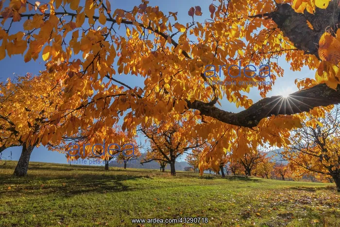 : Cherry Tree - sun lights up brightly yellow and orange colou : Cherry Tree - sun lights up brightly yellow and orange colou