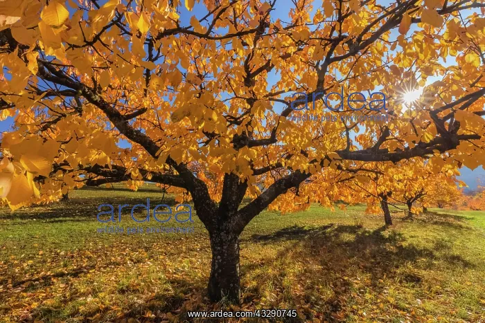 : Cherry Tree - sun lights up brightly yellow and orange colou : Cherry Tree - sun lights up brightly yellow and orange colou