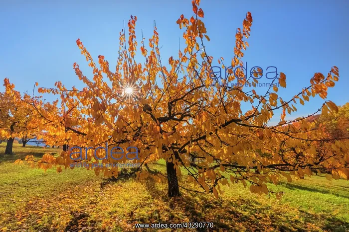 : Cherry Tree - sun lights up brightly yellow and orange colou : Cherry Tree - sun lights up brightly yellow and orange colou
