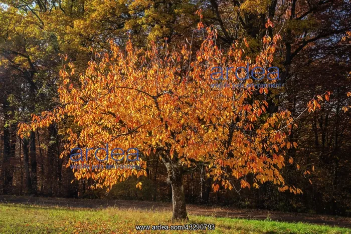 : Cherry Tree - sun lights up brightly yellow and orange colou : Cherry Tree - sun lights up brightly yellow and orange colou