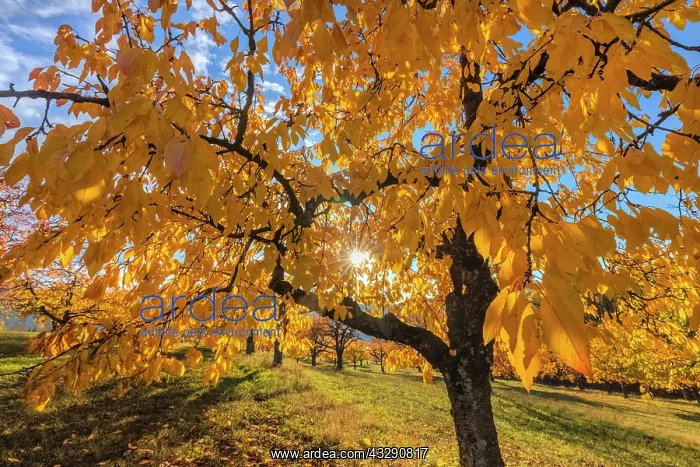 : Cherry Tree - sun lights up brightly yellow and orange colou : Cherry Tree - sun lights up brightly yellow and orange colou