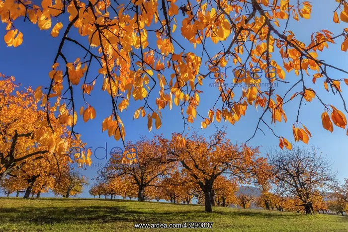 : Cherry Tree - sun lights up brightly yellow and orange colou : Cherry Tree - sun lights up brightly yellow and orange colou