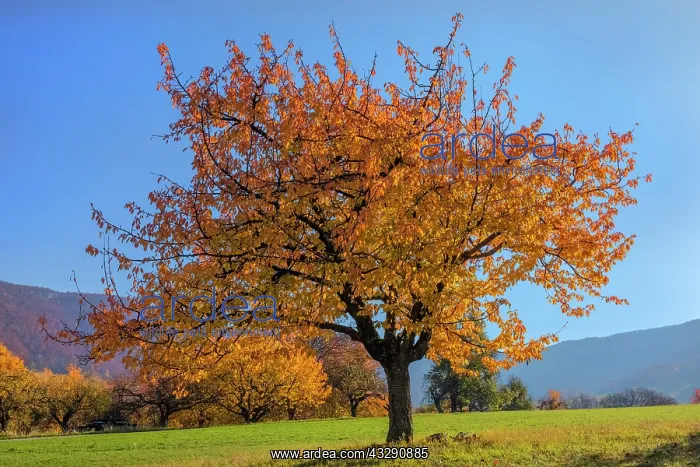 : Cherry Tree - sun lights up brightly yellow and orange colou : Cherry Tree - sun lights up brightly yellow and orange colou