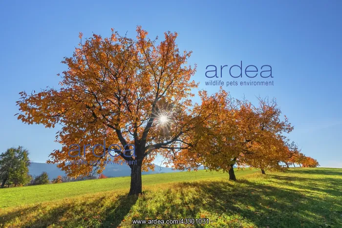  : Cherry Tree - sun lights up brightly yellow and orange colou