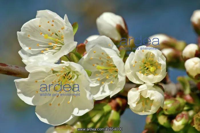 : Cherry tree - detail of a twig in full bloom in : Cherry tree - detail of a twig in full bloom in