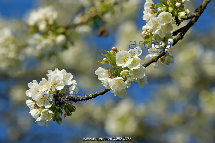  : Cherry Tree - twigs of a blooming Cherry Tree in