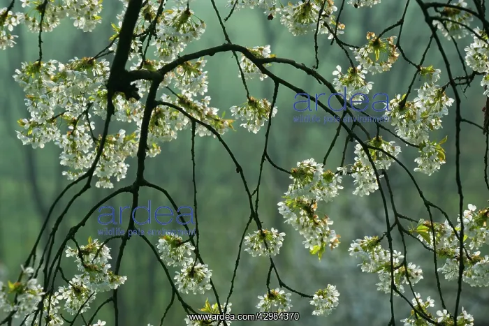 : Cherry Tree - twigs of a blooming Cherry Tree in : Cherry Tree - twigs of a blooming Cherry Tree in
