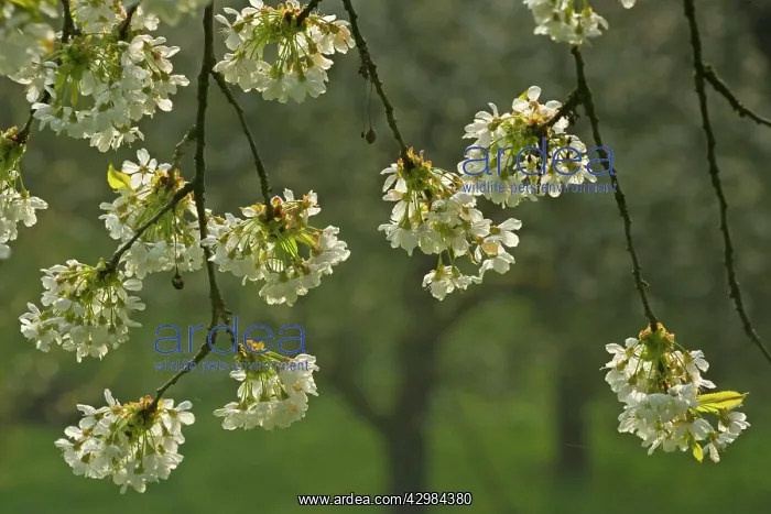 : Cherry Tree - twigs of a blooming Cherry Tree in : Cherry Tree - twigs of a blooming Cherry Tree in