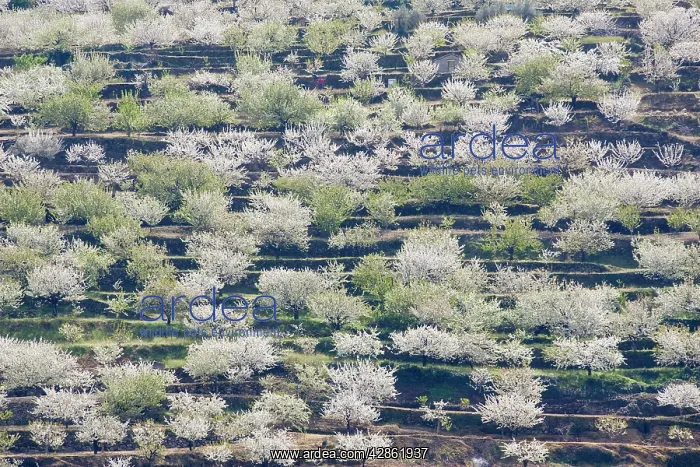 : Cherry Tree / Wild Cherry / Sweet Cherry - in full : Cherry Tree / Wild Cherry / Sweet Cherry - in full