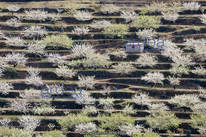 : Cherry Tree / Wild Cherry / Sweet Cherry - in full : Cherry Tree / Wild Cherry / Sweet Cherry - in full