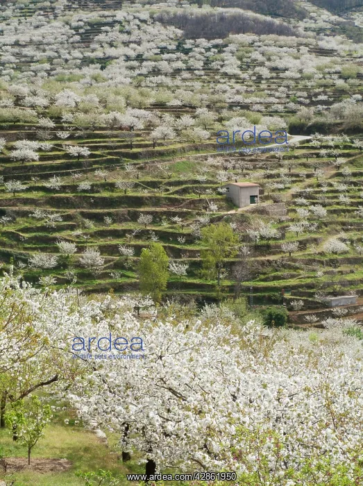 : Cherry Tree / Wild Cherry / Sweet Cherry - in full : Cherry Tree / Wild Cherry / Sweet Cherry - in full