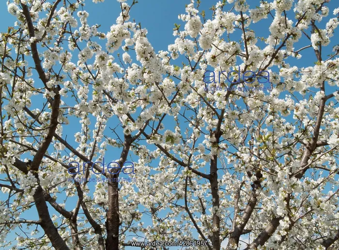: Cherry Tree / Wild Cherry / Sweet Cherry - in full : Cherry Tree / Wild Cherry / Sweet Cherry - in full