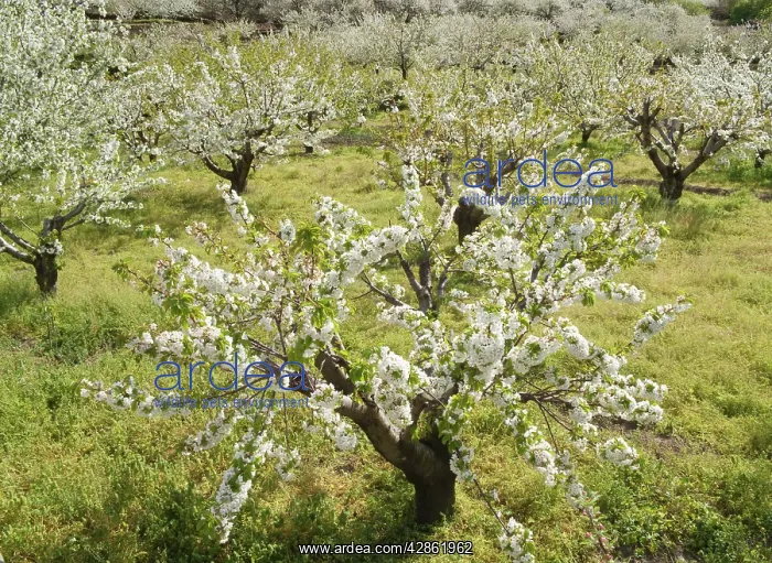 : Cherry Tree / Wild Cherry / Sweet Cherry - in full : Cherry Tree / Wild Cherry / Sweet Cherry - in full