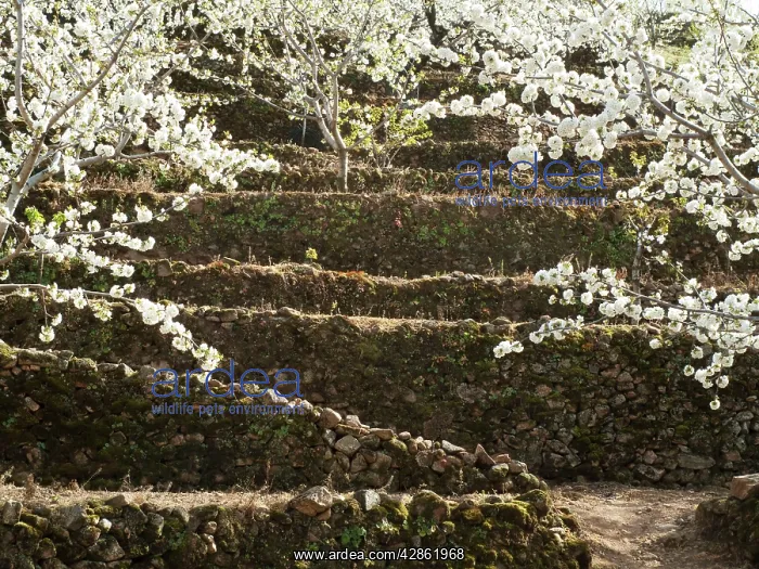 : Cherry Tree / Wild Cherry / Sweet Cherry - in full : Cherry Tree / Wild Cherry / Sweet Cherry - in full